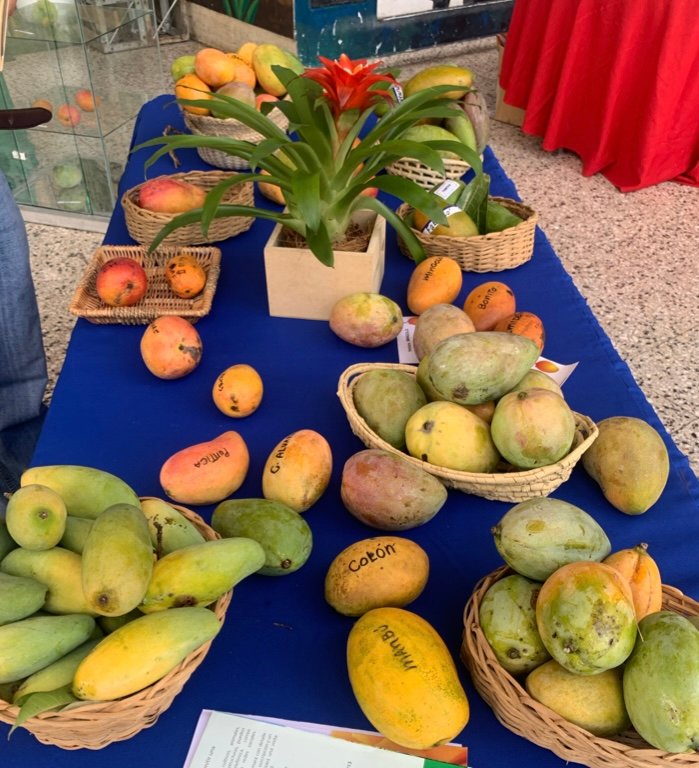 Poca asistencia y ventas por el suelo en la Feria Expo Mango 2023