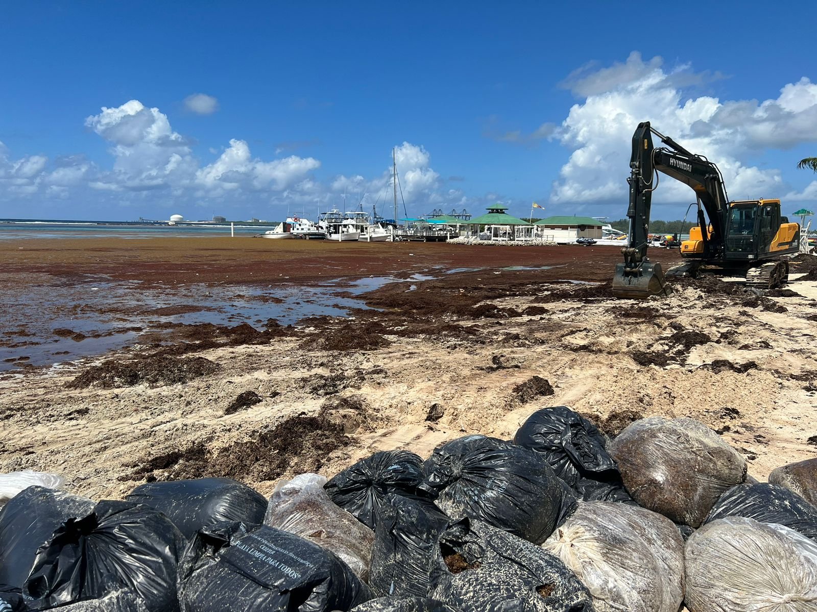 Pide declarar en estado de emergencia playa de Boca Chica por ocupación Sargazo
