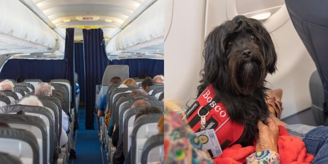 Pareja recibe reembolso de aerolínea tras sufrir viaje junto a perro flatulento