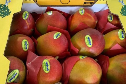 El mango dominicano llega a Costa Rica