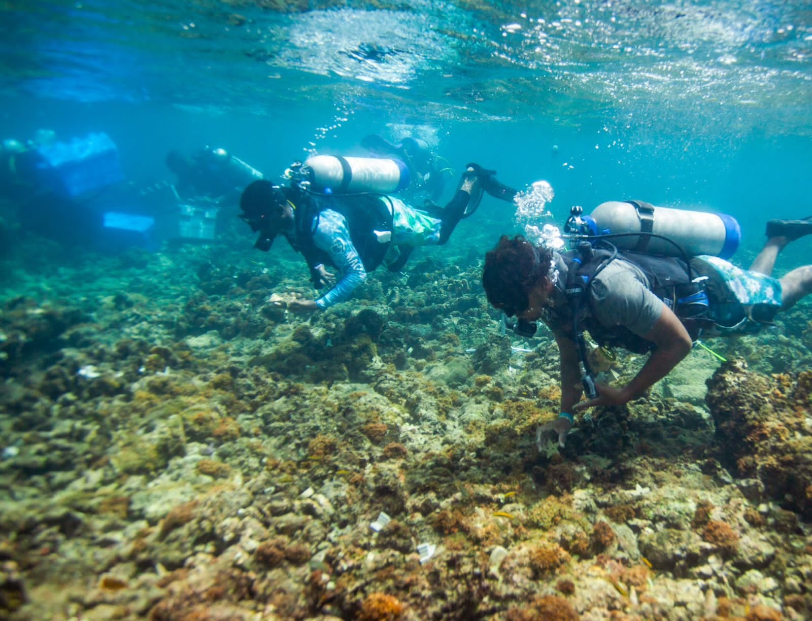 Proyecto busca revertir la crítica situación de los arrecifes de coral caribeños
