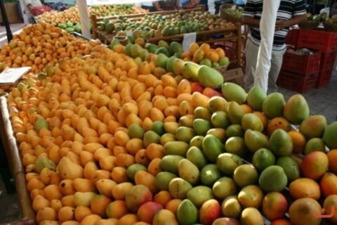 Diputados aprueban proyecto de ley que declara el municipio de Baní “Capital del Mango”