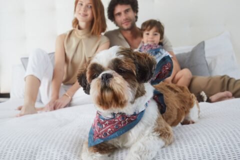 Meliá presentó su nuevo programa “Pet Friendly”