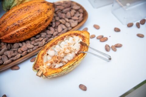 4to Festival del Chocolate Dominicano promoverá la cultura del chocolate de origen único