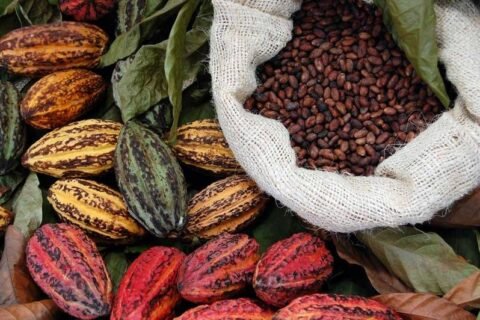 Cacao dominicano impulsa crecimiento exportaciones hacia España en 2024