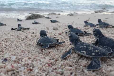 La Fundación Eco-Bahia protege más de 100.000 crías de tortugas marinas en 2024 y supera los dos millones desde su creación