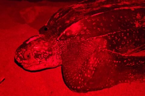 Tortugas marinas: Un triunfo silencioso en las costas dominicanas