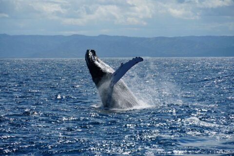 Samaná celebra la llegada de las ballenas jorobadas con la velada “Al Ritmo de la Bahía”
