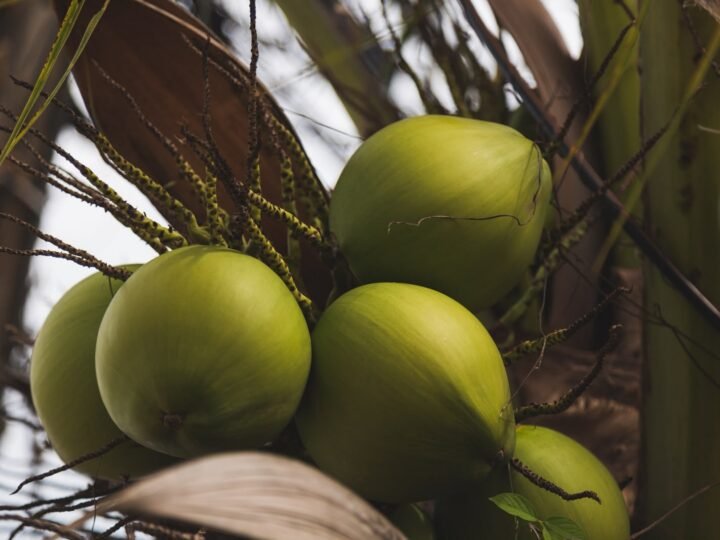 República Dominicana celebrará su primera Cumbre del Coco para impulsar la industria y productividad del sector